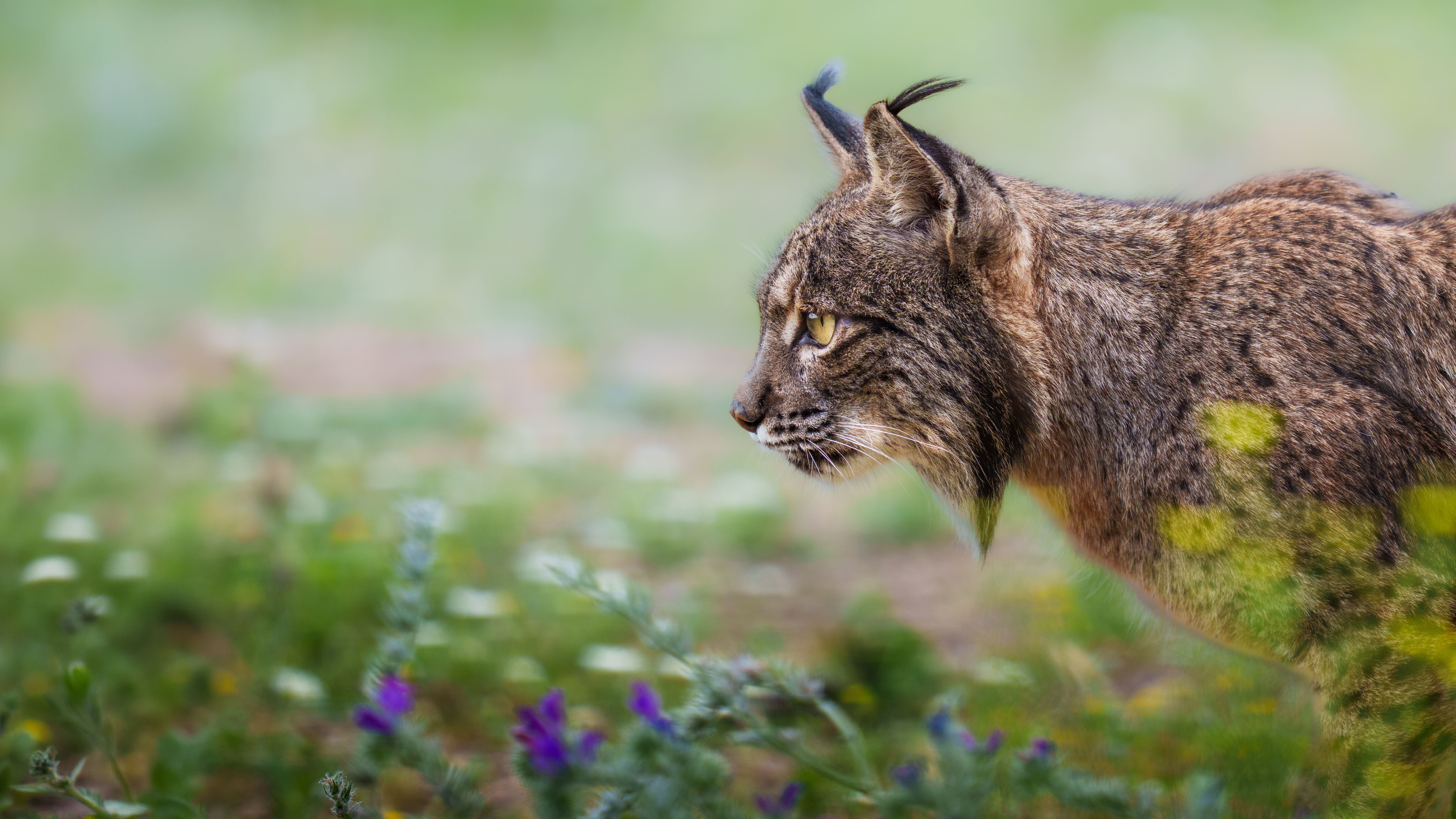 Lince ibérico en libertad