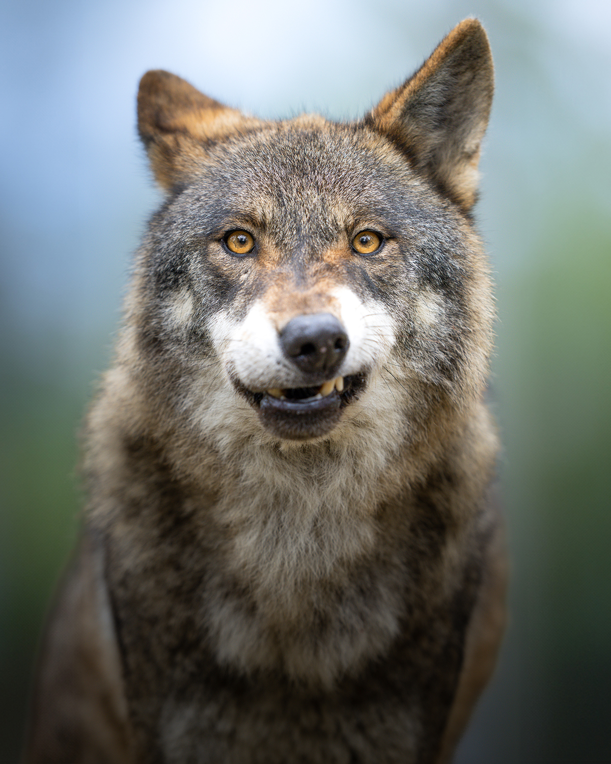 Lobo ibérico