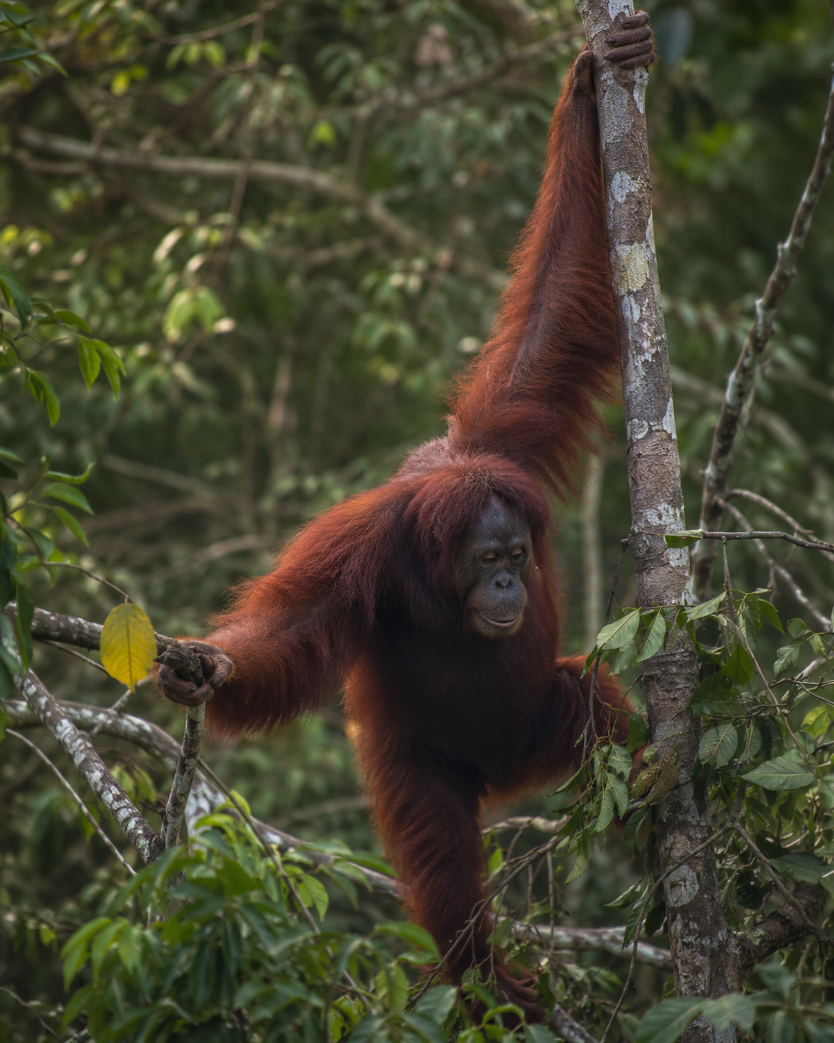 Orangután de Borneo